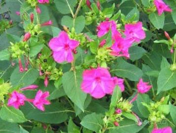 Semi fiori bella di notte