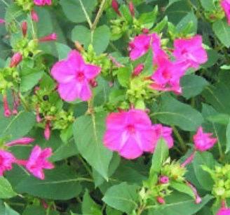 Semi fiori bella di notte