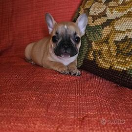 Cuccioli di bouledogue bulldog francese