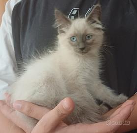 Gattini Siamesi