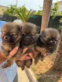 Cuccioli di Spitz di Pomerania