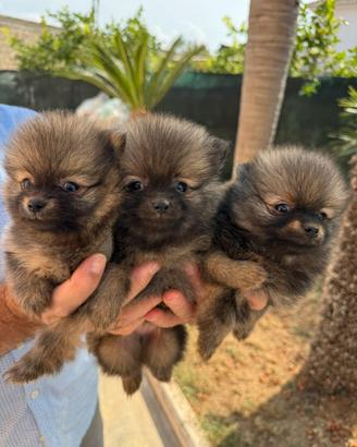 Cuccioli di Spitz di Pomerania