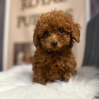 Barboncini cuccioli disponibili