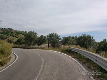 Uliveto 5 ettari "Costaraba" (CZ)