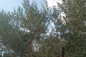 uliveto 