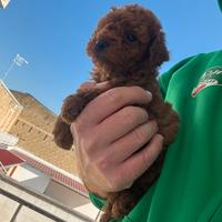 Cucciolo di barboncino toy