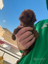 Cucciolo di barboncino toy