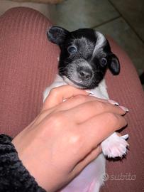 Cani di piccola taglia