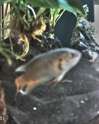 Macropodus opercularis Red Blue