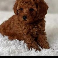 Barboncini nano Red promo