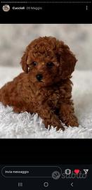 Barboncini nano Red promo