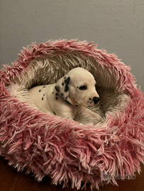 Dalmata cuccioli