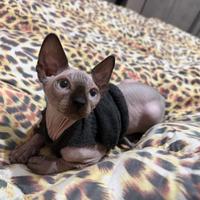 Sphynx