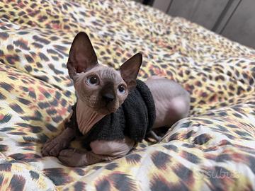 Sphynx