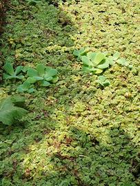 piante per acquario , pistia salvinia ceratophillu