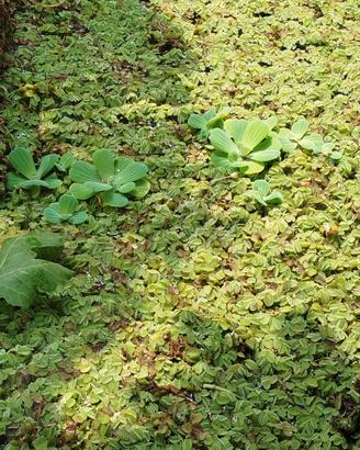 piante per acquario , pistia salvinia ceratophillu