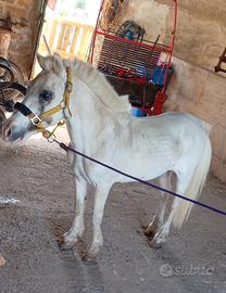 Pony