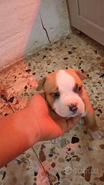 American bully pocket