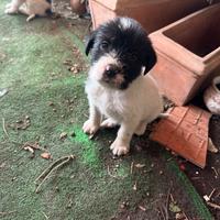 Cucciolindi cane