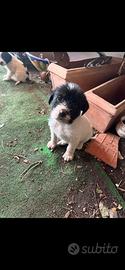 Cucciolindi cane