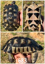 Maschio Testudo marginata sarda tartaruga terra