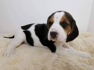 Beagle