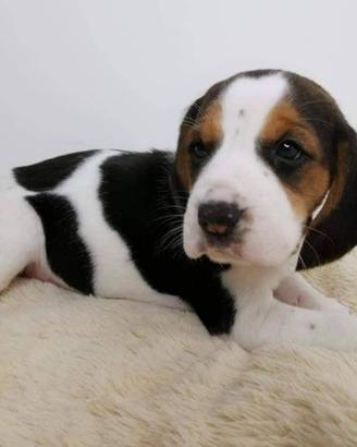 Beagle