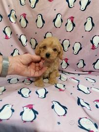 Maltipoo cucciola femmina