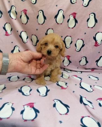 Maltipoo cucciola femmina