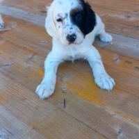 Cuccioli setter inglese