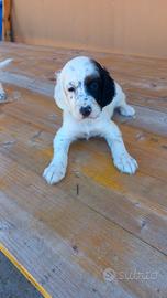 Cuccioli setter inglese
