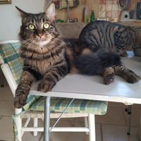 Una famiglia per Sirio