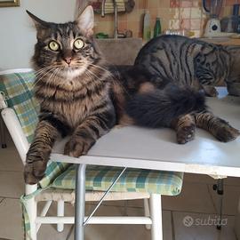 Una famiglia per Sirio