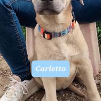 Cuccioli 4 mesi labrador simil