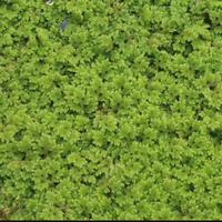 porzioni abbondanti di azolla filiculoides