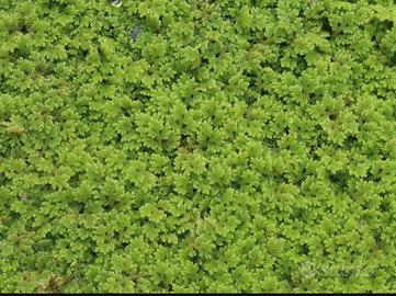 porzioni abbondanti di azolla filiculoides