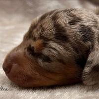 Bassotti cuccioli kaninchen/nani