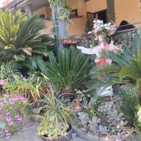 cycas