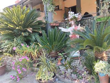 cycas