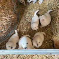 Cuccioli Pastore maremmano