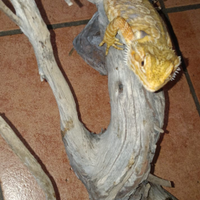 Pogona Vitticeps adulta maschio allevata