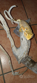 Pogona Vitticeps adulta maschio allevata