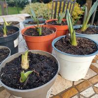 piante in vaso Aloe 