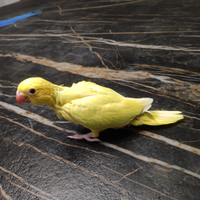 Parrocchetto dal collare