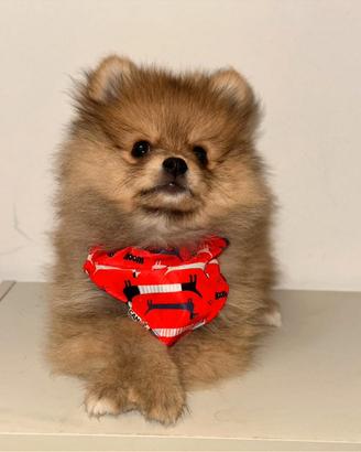 Spitz di Pomerania nano