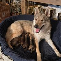Cuccioli cane lupo cecoslovacco