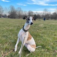 Whippet per accoppiamento