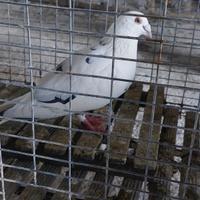 Piccioni viaggiatori