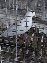 Piccioni viaggiatori