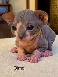 Sphynx